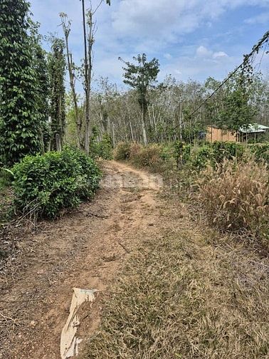 Công ty Đấu giá hợp danh Lam Sơn Sài Gòn THÔNG BÁO ĐẤU GIÁ TÀI SẢN