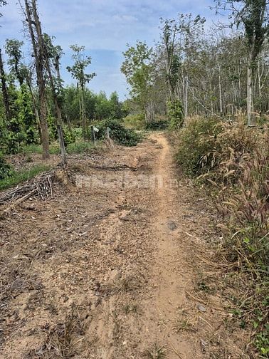Công ty Đấu giá hợp danh Lam Sơn Sài Gòn THÔNG BÁO ĐẤU GIÁ TÀI SẢN