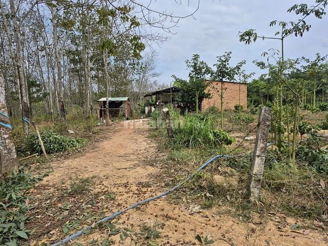Công ty Đấu giá hợp danh Lam Sơn Sài Gòn THÔNG BÁO ĐẤU GIÁ TÀI SẢN