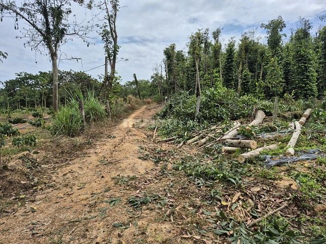 Công ty Đấu giá hợp danh Lam Sơn Sài Gòn THÔNG BÁO ĐẤU GIÁ TÀI SẢN