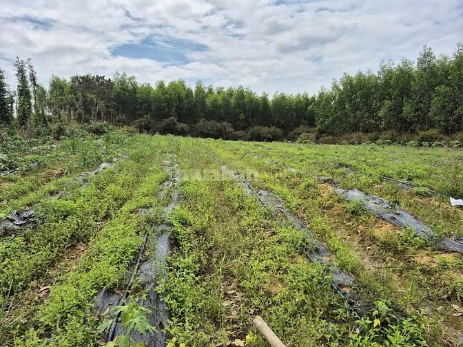 Công ty Đấu giá hợp danh Lam Sơn Sài Gòn THÔNG BÁO ĐẤU GIÁ TÀI SẢN