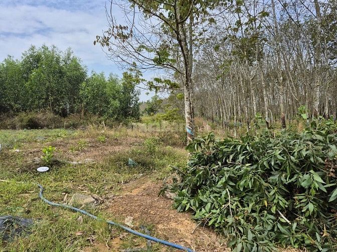 Công ty Đấu giá hợp danh Lam Sơn Sài Gòn THÔNG BÁO ĐẤU GIÁ TÀI SẢN