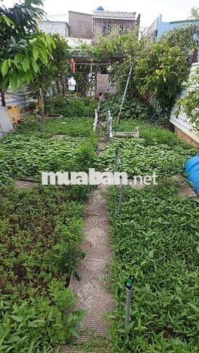 bán đất tx14 phường thạnh xuân giá 1 tỷ 150 triệu