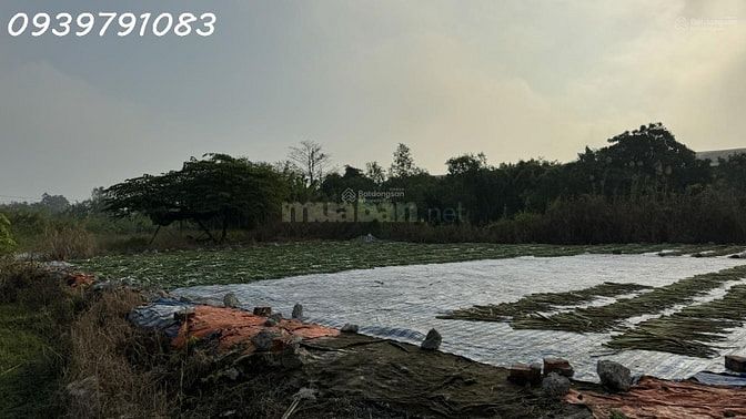 CẦN BÁN 2,14 HA ĐẤT TẠI CỤM CÔNG NGHIỆP MỸ HIỆP, ĐỒNG THÁP 