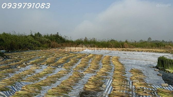 CẦN BÁN 2,14 HA ĐẤT TẠI CỤM CÔNG NGHIỆP MỸ HIỆP, ĐỒNG THÁP 