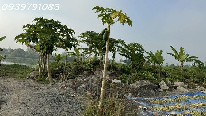 CẦN BÁN 2,14 HA ĐẤT TẠI CỤM CÔNG NGHIỆP MỸ HIỆP, ĐỒNG THÁP 