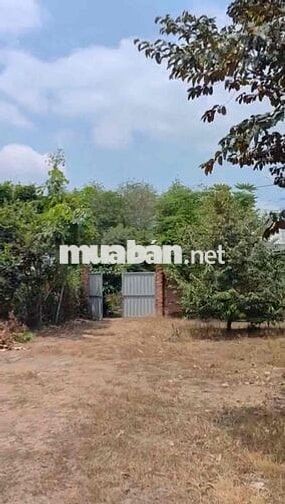 Đất Vườn 2500m2 có 50m Thổ Cư Ở Phú Giáo Bình Dương