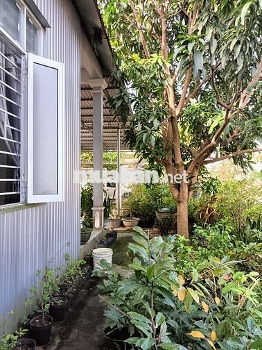Bán nhà vườn KQH Dương Nổ Cồn, phường Dương Nổ, TP Huế giá chỉ 2,5 tỷ 