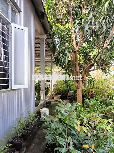 Bán nhà vườn KQH Dương Nổ Cồn, phường Dương Nổ, TP Huế giá chỉ 2,5 tỷ 