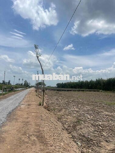 *** 550 M2 -ĐẤT TÂN PHƯỚC3- CLN CHỜ LÀM ĐƯỜNG XONG LÊN THỔ