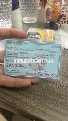 Honda Trắng fiGiormo