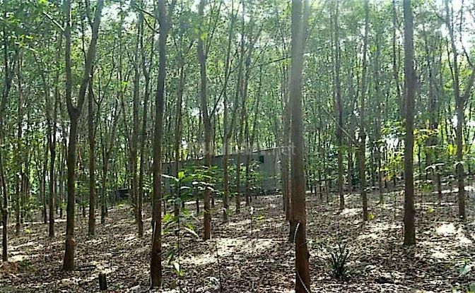 Công ty Đấu giá hợp danh Lam Sơn Sài Gòn thông báo đấu giá tài sản