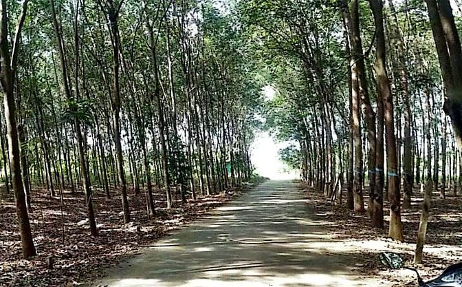 Công ty Đấu giá hợp danh Lam Sơn Sài Gòn thông báo đấu giá tài sản