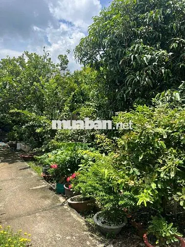 Bán Xưởng Mặt Tiền Đường Đỗ Tường Phong - Trường THPT Nguyễn Thông