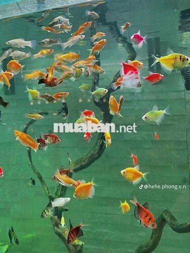NHÀ HÀNG LẨU PHONG VỊ 24H TUYỂN NHÂN VIÊN – THU NH