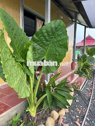 bán nhà Vườn 1000m Đức Huệ, Long An