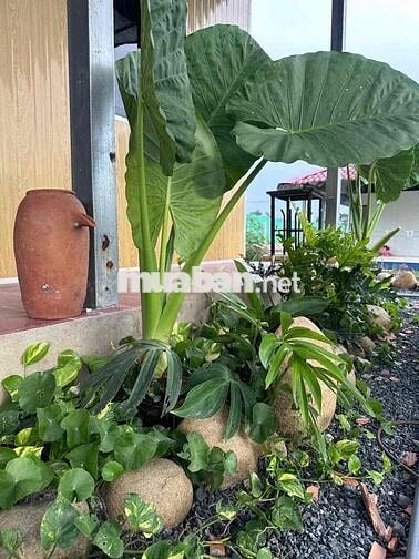 bán nhà Vườn 1000m Đức Huệ, Long An