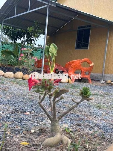 bán nhà Vườn 1000m Đức Huệ, Long An
