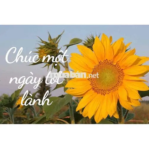 chính chủ cho thuê CHCC Sunshine Garden S2, View đẹp, thoáng mát