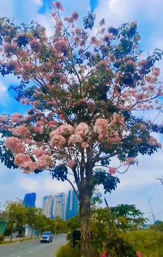 Cho thuê nhà 129B Mai Chí Thọ, Phường An Phú, Quận 2
