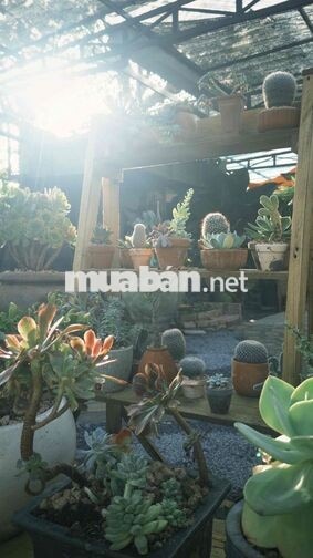 MƯA – GARDEN COFFEE TUYỂN DỤNG