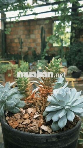 MƯA – GARDEN COFFEE TUYỂN DỤNG