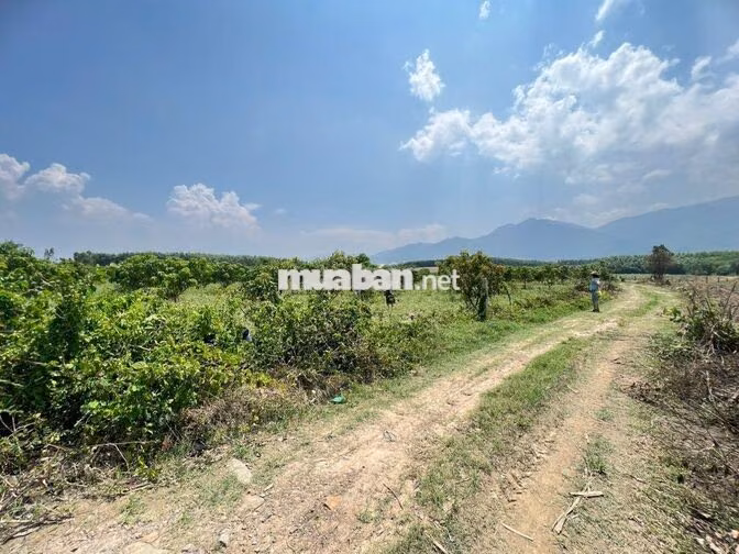 ĐẤT NINH THƯỢNG – NINH HÒA – 600M² CHỈ 180 TRIỆU