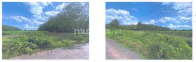 BÁN ĐẤU GIÁ 20 THỬA ĐẤT TẠI LONG HÀ, ĐỒNG NAI