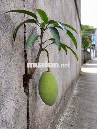 🔴 BÁN ĐẤT ĐÃ SĂN LẮP FULL SẢN XUẤT KINH DOANH GIÁ TỐT NGÀNH THỰC PHẨM