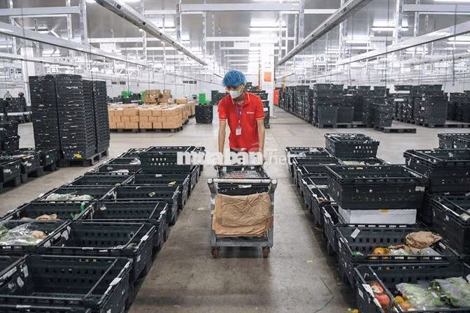 PHÂN LOẠI RAU CỦ HÀNG KHÔ - LƯƠNG TUẦN - CÓ XE ĐÓN