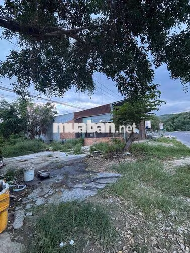 Kẹt tiền cần ra đi đất ngã tư Cam Hiệp phía Đinh Tiên Hoàng