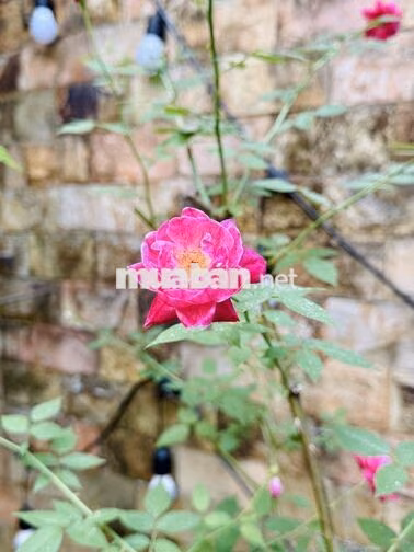 Còn dư phòng trong nhà cần cho thuê