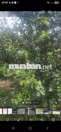 2128m2 ĐẤT VƯỜN XANH MÁT- MẶT TIỀN ĐƯỜNG NHỰA TRUNG TÂM 