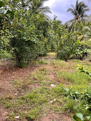 Bán Đất Thạnh Hòa, Long Hưng, Đồng Tháp. 9,10mx27m= 248m, Đường ôtô 
