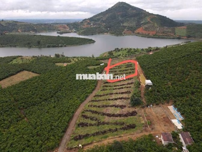 CHÍNH CHỦ NGỘP 980 TRIỆU – 558m² VIEW HỒ ĐẮK LÊ, BẢO LÂM