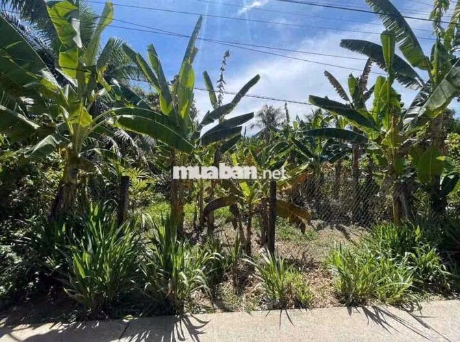 Đất Sơn Đông thành phố Bến Tre ngay lộ Vườn Tiêu