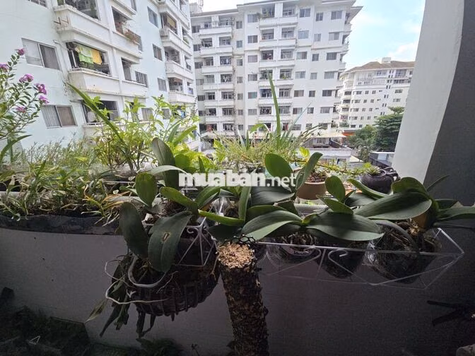 Chính chủ cần bán chung cư Hưng Vượng 3. Phú Mỹ Hưng, Quận 7.