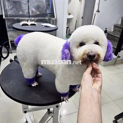 Tuyển bán hàng chăm sóc thú cưng