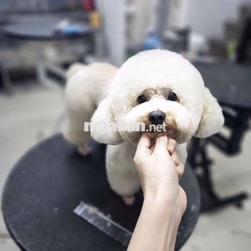 Tuyển bán hàng chăm sóc thú cưng