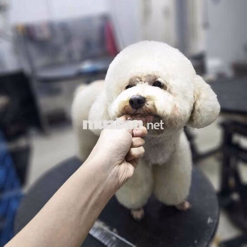 Tuyển bán hàng chăm sóc thú cưng