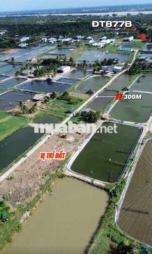 🌿 220TR/LÔ – THỔ CƯ GIÁ ĐẸP  Tân Phú, Tân Phú Đông, Tiền Giang