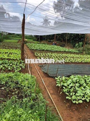 Cho thuê nhà vườn 3000m2 ngay trung tâm thủ dầu một