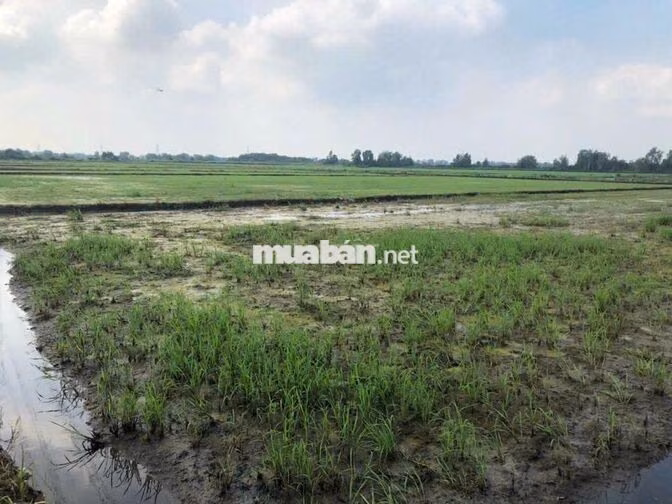 1800m2 đất nông nghiệp Tân Thạnh Đông - 22km từ Sài Gòn