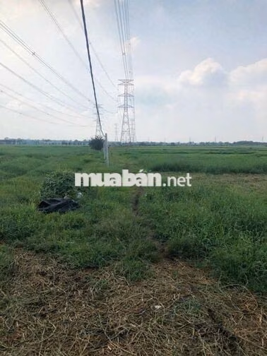1800m2 đất nông nghiệp Tân Thạnh Đông - 22km từ Sài Gòn