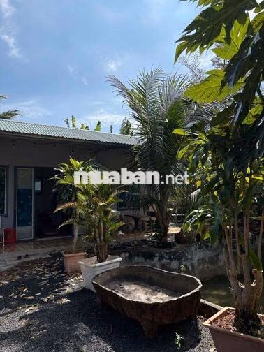 cho thuê nhà vườn đường liên thôn 8 gần đoàn thành