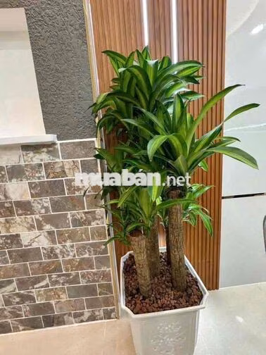 NHÀ MỚI ĐẸP TẶNG NỘI THẤT SANG XỊN