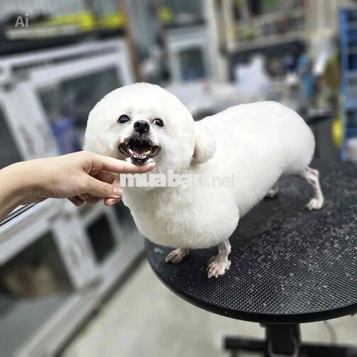 Tuyển nhân viên thú cưng và bán hàng