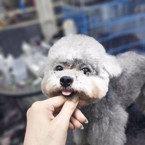 Tuyển nhân viên thú cưng và bán hàng
