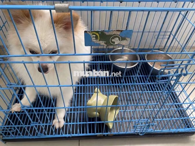 Tuyển nhân viên thú cưng và bán hàng
