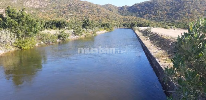 CHÍNH CHỦ CẦN TIỀN HẠ GIÁ BÁN TRANG TRẠI 17.7 Ha TẠI XÃ PHÚ LẠC, TUY P